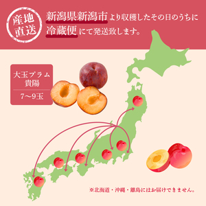 プラム 貴陽 7～9玉 収穫当日出荷 冷蔵便 大玉 すもも 皮ごと フルーツ 果物 おやつ デザート 希少品種 産地直送 新潟県 新潟 