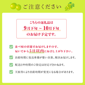雄宝 1房 約1～1.2kg 収穫当日出荷 大粒 マスカット ぶどう フルーツ 果物 皮ごと食べられるぶどう 新品種 種なし シャインマスカット おやつ デザート 産地直送 新潟県 新潟 