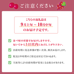 クイーンニーナ 2房 約1～1.2kg 収穫当日出荷 大粒 ぶどう フルーツ 果物 種なし おやつ デザート 新品種 希少品種 産地直送 新潟県 新潟 