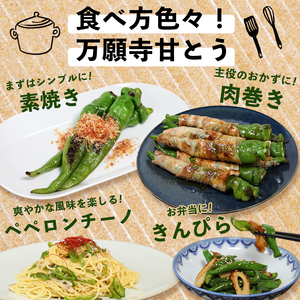 【2026年発送分】万願寺甘とう 化粧箱入 秀品 2kg ： 京野菜 万願寺とうがらし 万願寺甘とう