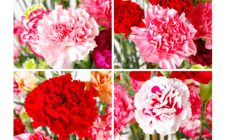 【母の日ギフト】カーネーション 花束 生花 切花 22本 母の日 前日にお届け 産地直送 高級【西九州させぼ地域商社 & 黒髪カーネーション】ギフト プレゼント カーネーション