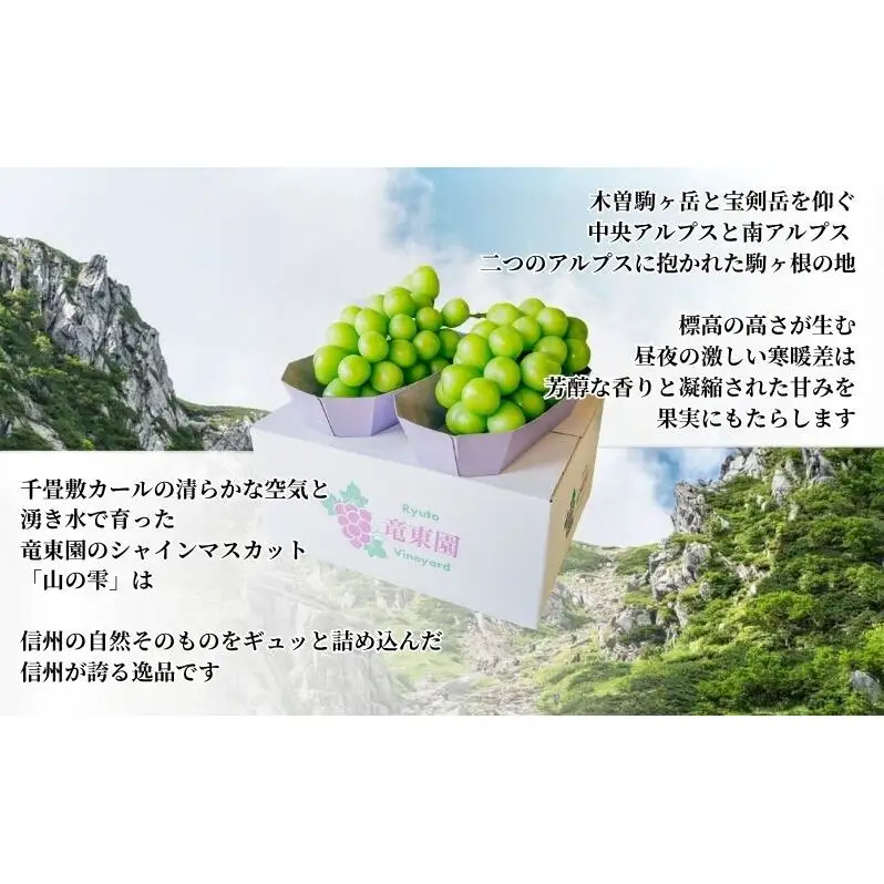 【駒ヶ岳の恵み・朝採り直送】シャインマスカット 約1kg 2～3房 中央アルプス 駒ヶ根産 種なし 皮ごと 山の雫 木曽駒ヶ岳 宝剣岳 千畳敷カール 寒暖差 信州 長野 ぶどう 2026