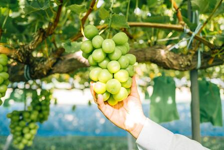 【特選房】シャインマスカット 約1.4kg 2～3房 長野 特選 大粒 ぶどう 種なし 皮ごと 産地直送 フルーツ 果物 デザート おやつ マスカット 葡萄 秋 旬 旬の果物 旬のフルーツ 信州 信州産 長野県 長野県産 2026 2026年