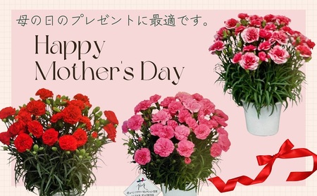 【2026 母の日 先行予約】7寸カーネーション　複色（バイカラー）母の日ギフト 花 フラワー 植物 お花 贈り物 珍しいカーネーション 底面給水 母の日のプレゼント 
