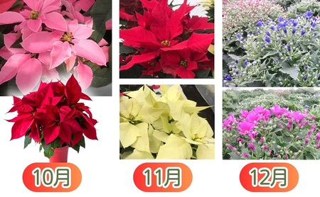 モリヒロ園芸が育てたお花の12ヶ月定期便 植物 