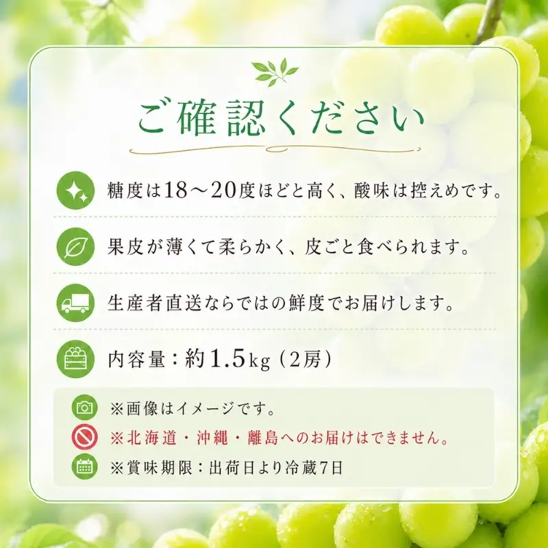 数量限定 モリヒロ園芸が育てたシャインマスカット 約1.5kg（2房） フルーツ ぶどう 