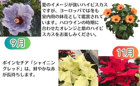 モリヒロ園芸のオリジナルブランドのお花6ヶ月定期便 植物 