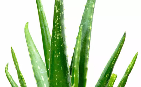 丸海きあら月桃ジェル