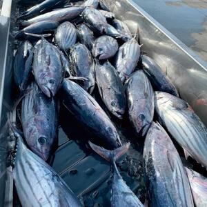 常磐もの かつおメンチ 16個 ｜ さかな メンチ お弁当 レンチン ｜ 福島県 いわき市 大川魚店 CK005