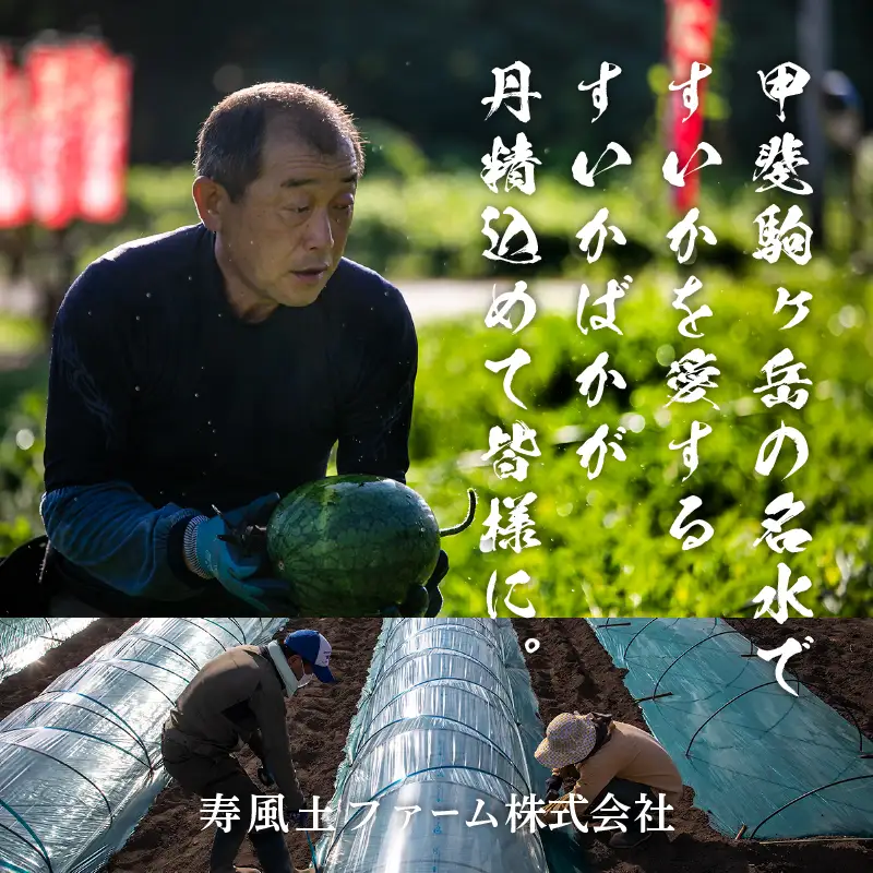 【2026年先行予約】北杜市白州産すいか「すいかばか！」のこだわりの特選すいか セレブシリーズと名水甲羅の中から2玉・戦水甘シリーズ1玉 豪華3玉セット [h047]