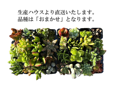 多肉植物 おまかせアソート 32苗セット _FC04
