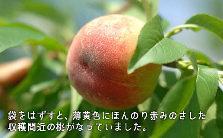 岡山県産「白桃（早生種）」約1.3kg（5～6玉）【26年7月上旬以降に順次発送】