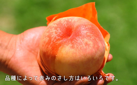 岡山県産「白桃（晩生種）」約1.3kg（5～6玉）【26年8月上旬以降の出荷分】