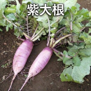 2～4名様向け／旬の野菜7種セット 野菜セット 野菜詰合せ 産地直送 農園直送 食べ物 食品 グルメ 食卓 ベジタブル 国産 日本産 国産野菜 