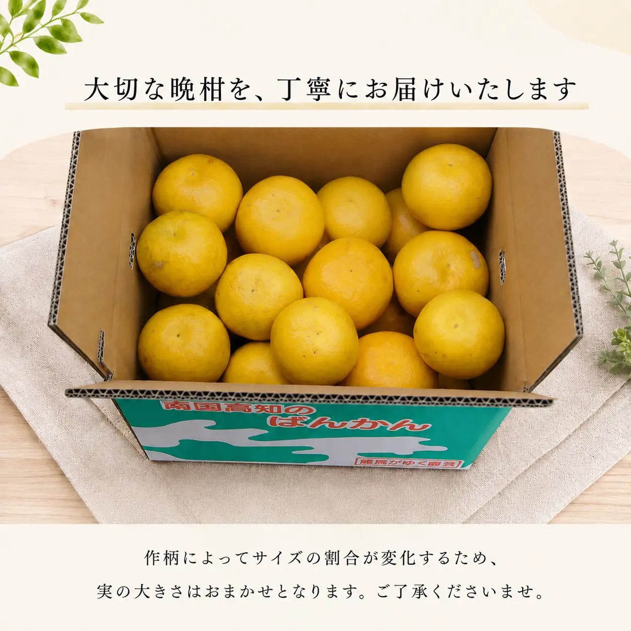 龍馬がゆく園芸の河内晩柑4.5kg（訳あり）