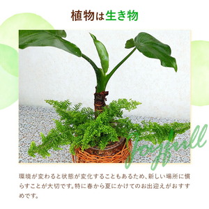 ミニグリーン 寄せ植え bring green Fleurbranch 《90日以内に出荷予定(土日祝除く)》熊本県 菊池市 観葉植物 植物 インテリア ガーデン 雑貨 エコ素材 贈物 プレゼント