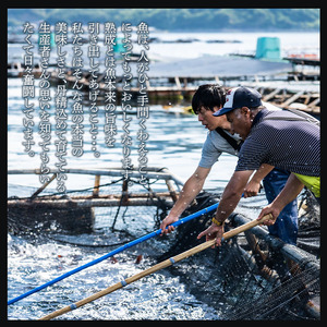 白寿真鯛0(ゼロ) 刺身用 × 熟成鮨 万の醤油麹 2セット OEN0001