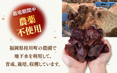 福岡県産生きくらげ 1kg ADBA001 きくらげ