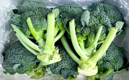 【令和8年産】しんや農園のつよい野菜「ブロッコリー6個 & カリフラワー4個」 旬の野菜 北海道産 北海道野菜 国産 国産野菜 グルメ 食材 栄養素 ビタミンC 新鮮 新鮮野菜【北海道上富良野町産】