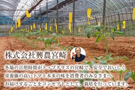 ゼリー 日向の雫 たっぷりトマトのプレミアムゼリー 130g×20個 [興農宮崎 宮崎県 日向市 452060904]