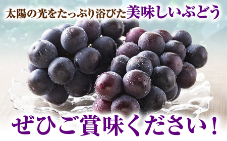 【2026年先行予約】ぶどう 黒系ぶどう 2kg ピオーネ オーロラブラック 岡山県産 3房 ~ 5房《2026年9月上旬-9月中旬頃より発送予定》ひらた農園 黒系ぶどう 送料無料 岡山県 浅口市 ぶどう フルーツ 果物 贈り物 ギフト 国産 くだもの 果物 青果物 食べ比べ セット