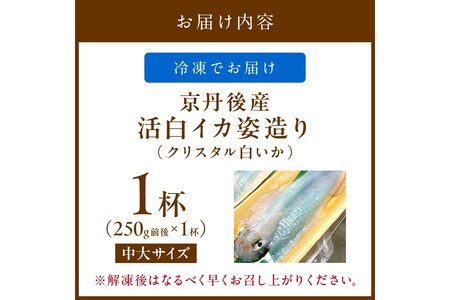 京丹後産『海の京都』の逸品！！　活白イカ姿造り（クリスタル白いか）中大サイズ 1杯（250g前後）（2026年6月上旬～発送）