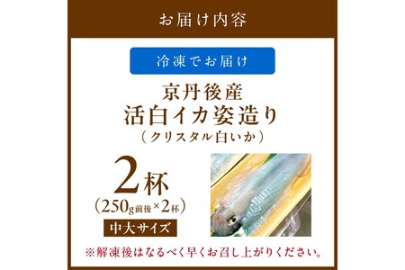 【先行予約】京丹後産『海の京都』の逸品！！　活白イカ姿造り（クリスタル白いか）中大サイズ 2杯（250g前後）（2026年6月上旬～発送）