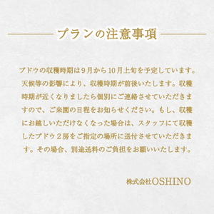 富士吉田市産　ブドウ狩りプラン(シャインマスカット) ぶどう 体験 収穫 フルーツ狩り 果物狩り