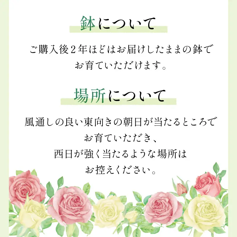 【イングリッシュローズ】デビッド・オースチン レディ・オブ・シャーロット 15L鉢苗【025D-007】