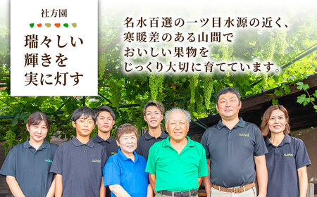 【先行予約】【3回定期便】みかん 約3kg 詰め合わせ 柑橘【合同会社 社方園】[ZBZ022]