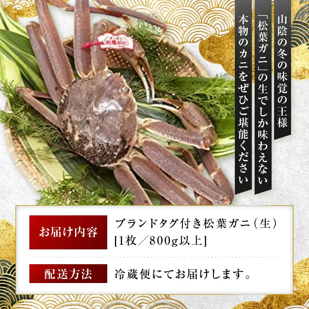 【先行予約】松葉ガニ ブランド タグ付き 生 1枚 800g 以上 年明け 配送 松葉がに