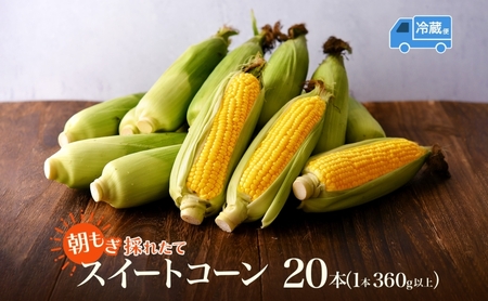 とうもろこし 20本 スイートコーン トウモロコシ コーン 甘い 採れたて 朝採り 野菜 旬の野菜 農作物 お取り寄せ 北海道産 産地直送 北海道 美深町 お届け：2026年8月3日～2026年8月28日