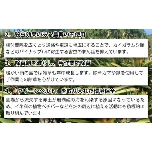 西表パイン園の蜜入り ピーチパイン8kgセット