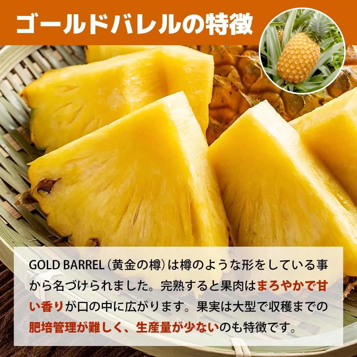 【（全3回発送）】南国の美味しさを！パイナップル 定期便 B