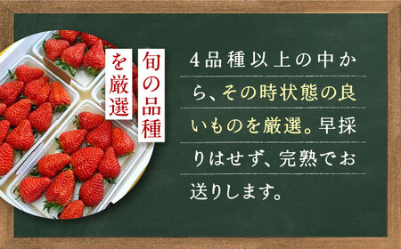 いちご 季節のイチゴ詰め合わせ 1.6kg BKBW003