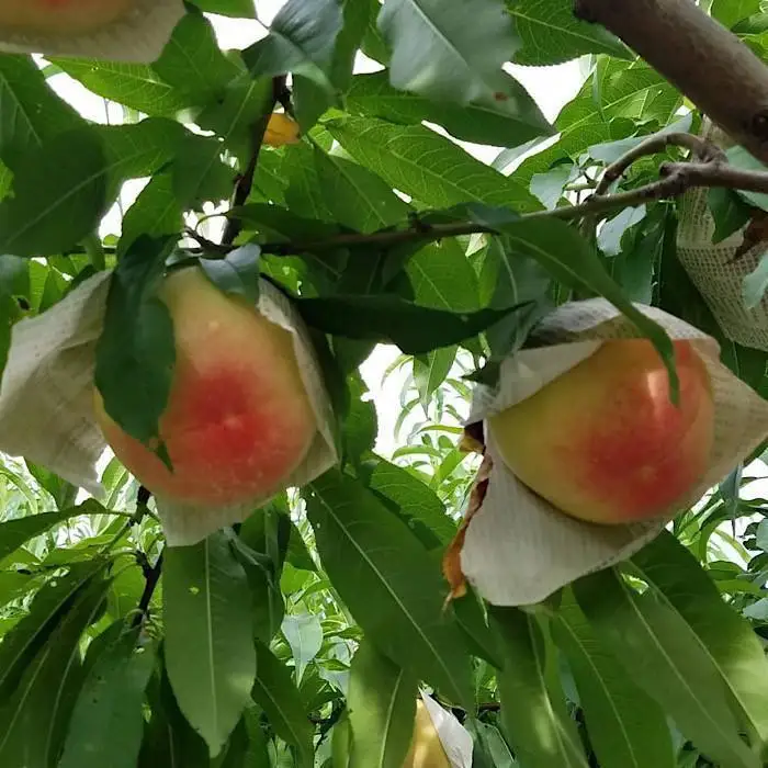 和歌山県産 桃 5玉～6玉 約1.5kg 秀品［US35］