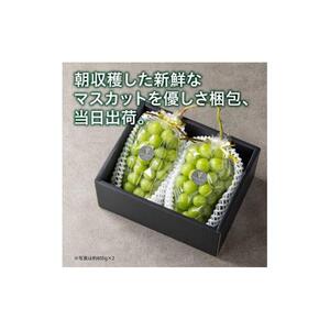 シャイン マスカット 2026年 「MiiinoMuscat」1房（約800g）ブドウ 葡萄  岡山 国産 フルーツ 果物 ギフト