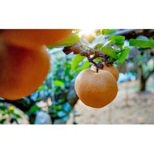 梨 2026年 備前横綱梨（あたご梨） 超大玉2玉（1玉1kg～1.5kg）箱赤秀【ナシ なし 岡山県産 国産 フルーツ 果物 ギフト 石原果樹園】