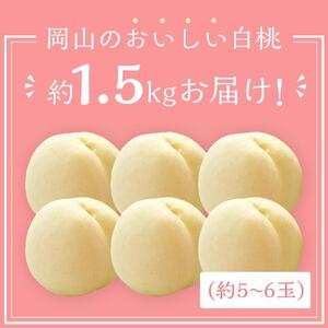 桃 2026年 岡山 白桃 5～6玉入 約1.5kg 岡山市一宮地区産 もも モモ フルーツ 果物 ギフト