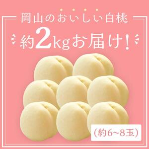桃 2026年 岡山 白桃 6～8玉入 約2.0kg 岡山市一宮地区産 もも モモ フルーツ 果物 ギフト