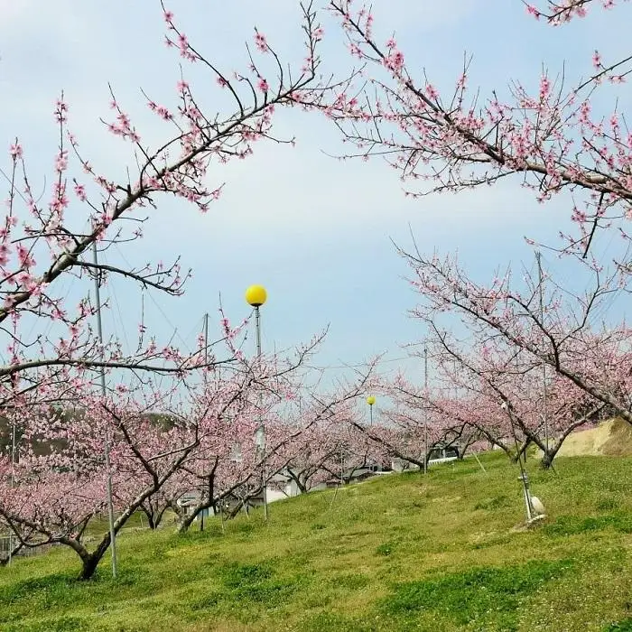 桃 2026年 贈答用 岡山 清水 白桃  約2kg（5～7玉） もも 