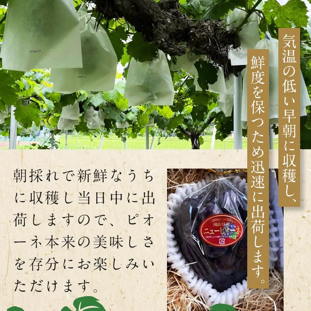 ぶどう 2026年  岡山県産  大粒 ニューピオーネ 2kg（4房～5房）農園直送 朝採れ