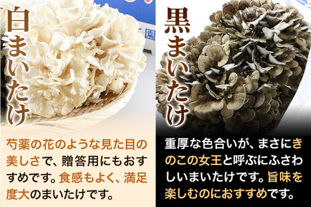秋田華まいたけ 生まいたけと加工セット 黒まいたけ 約500g 白まいたけ 約500g 炊き込みご飯の素 黒×2パック 炊き込みご飯の素 白×1パック  舞茸