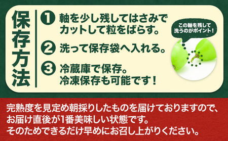 ニューピオーネ２房入り ピオーネ