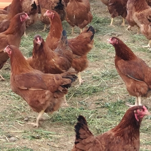 数量限定 比内地鶏 200g 2パック カット 鶏肉 地鶏 国産鶏肉