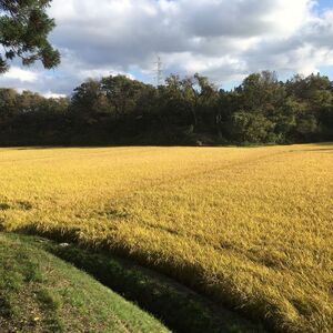 秋田県産 あきたこまち 30kg 令和7年産  玄米 [ ご飯 ブランド米 おにぎり 本場 お米 産地直送 おこめ ごはん 秋田県 秋田 能代市 ] 