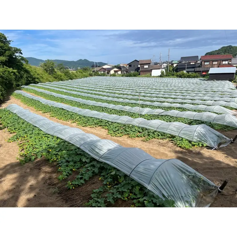 【先行予約】幻のメロン 新芳露 1玉（2026年7月下旬～発送）