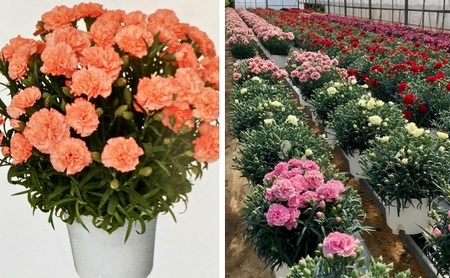 【2026 母の日 先行予約】7寸カーネーション　オレンジ 母の日 ギフト 花 フラワー  植物 お花 贈り物 珍しいカーネーション 底面給水 母の日のプレゼント 