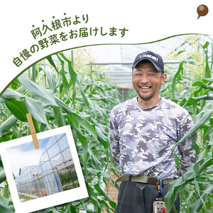 とうもろこし ゴールドラッシュ(15本) 国産 旬 野菜 青果 トウモロコシ 期間限定【笹原正樹】akn094-01