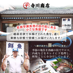 【期間限定】天然！活アワビ 特大 オガイ・メガイ 各2個 計4個 セット鮮度抜群 刺身 お造り バター焼き あわび 鮑 [m21-o002]